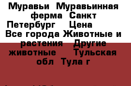 Муравьи, Муравьинная ферма. Санкт-Петербург. › Цена ­ 550 - Все города Животные и растения » Другие животные   . Тульская обл.,Тула г.